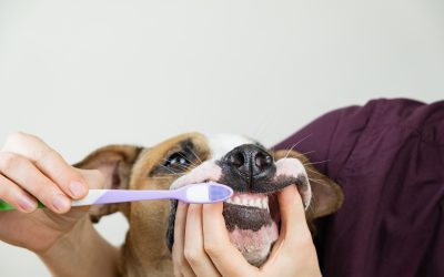 How Do I Keep My Pet’s Teeth Clean Between Dental Visits?